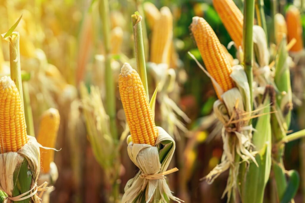 is-corn-a-grain-common-grains