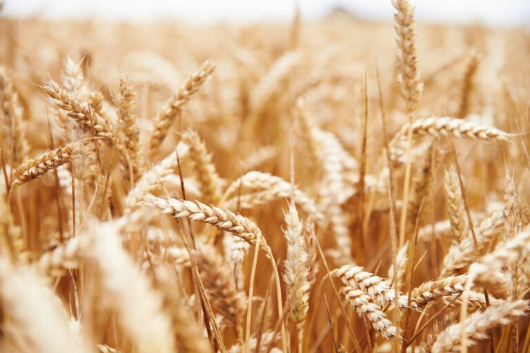 is-wheat-genetically-modified-common-grains