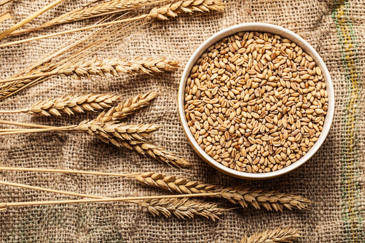 Is Wheat Genetically Modified?