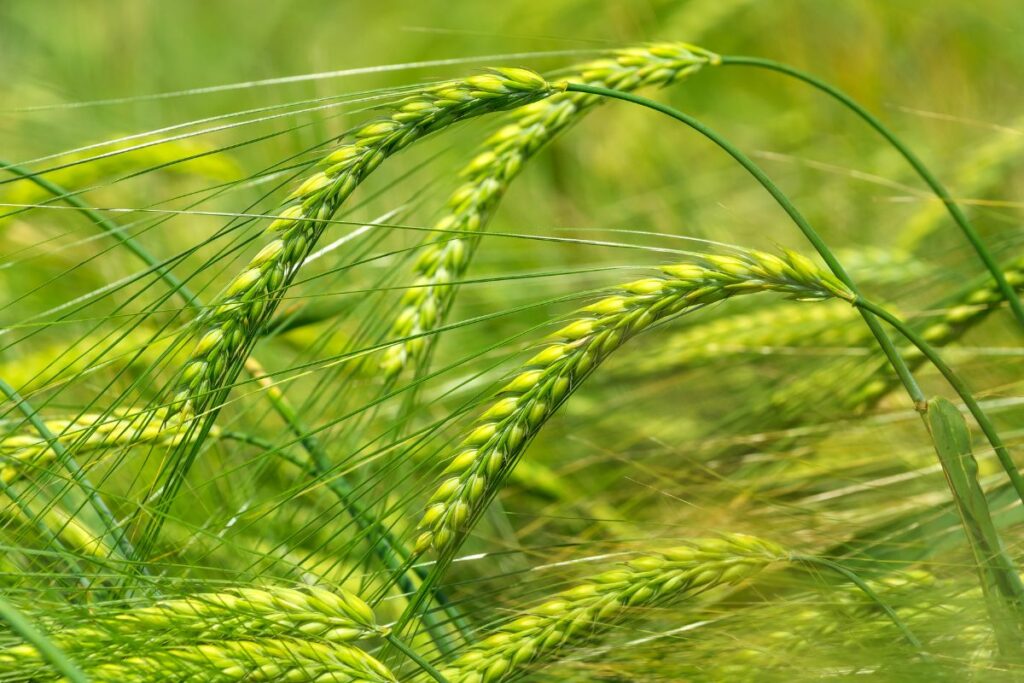 what-does-a-barley-plant-look-like-common-grains
