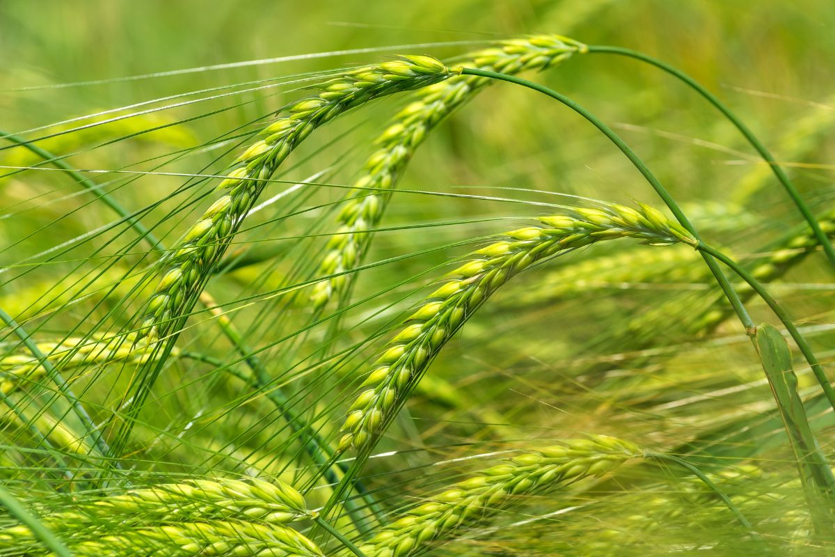 What Does A Barley Plant Look Like Common Grains