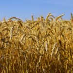 How to grow wheat