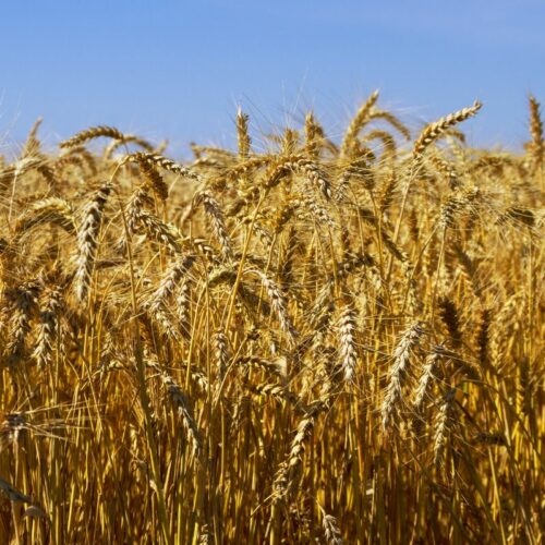 Triticale Vs Wheat InDepth Nutrition Comparison Common Grains