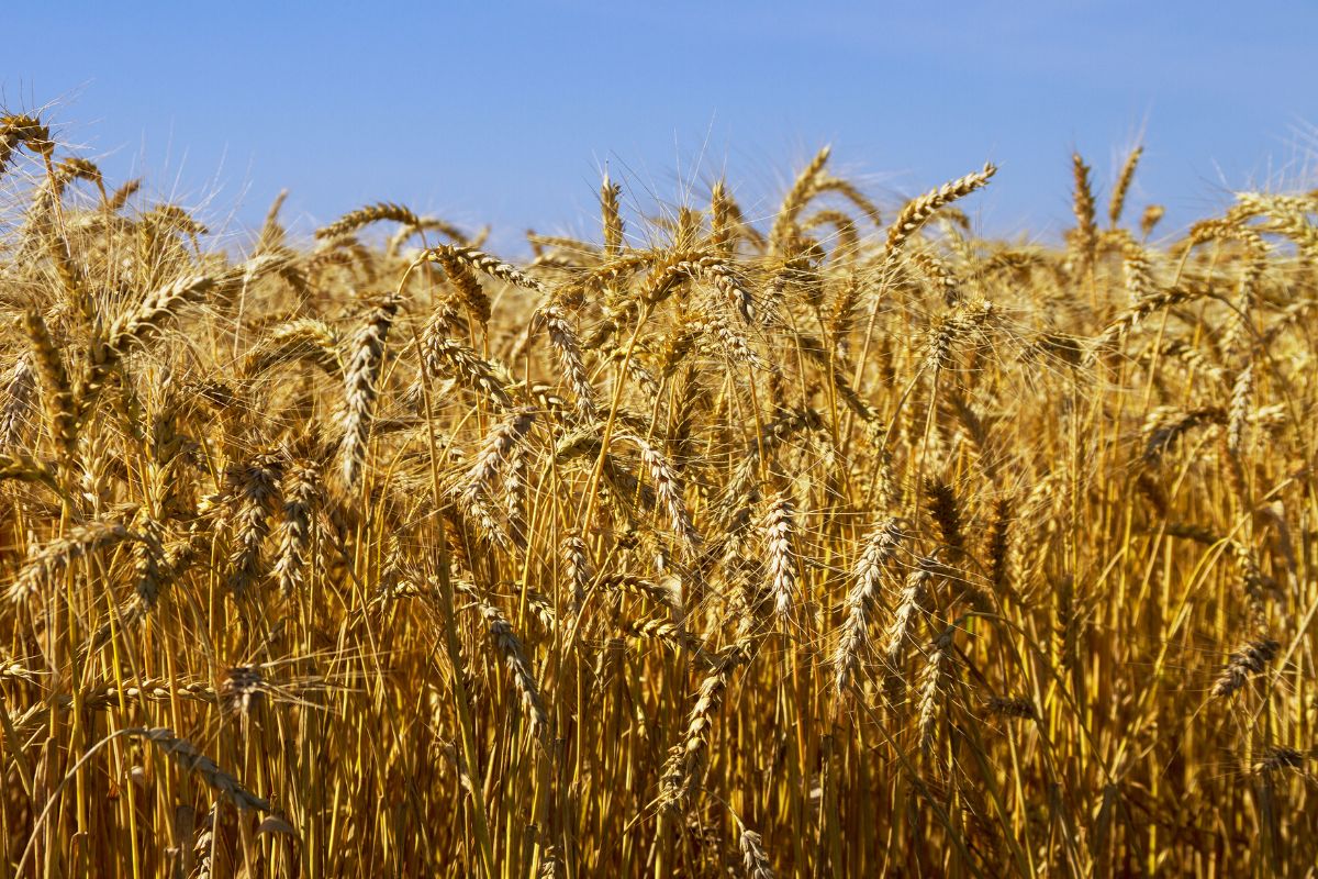 How To Grow Wheat