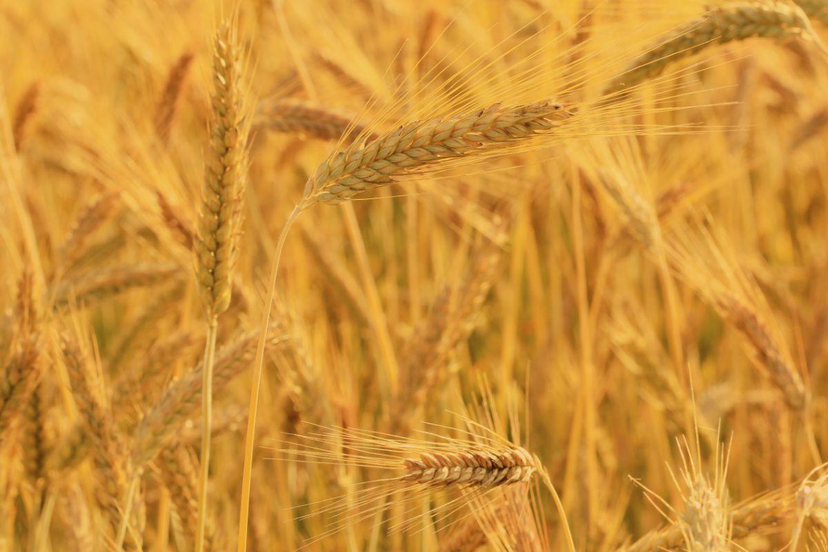 Triticale Grains