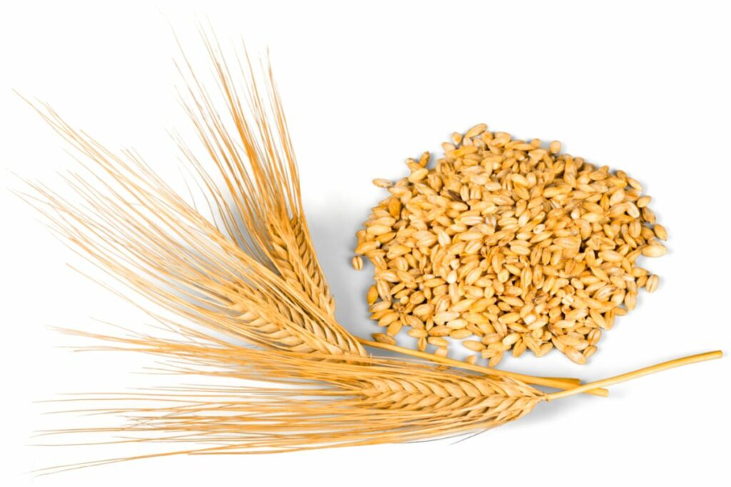 Barley side effects if you consume too much Common Grains