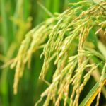 Does Rice Grow In Water? Healthy Grains Guide