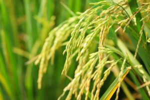Does Rice Grow In Water Healthy Grains Guide