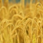 How To Prepare Triticale And Add It To Your Favorite Recipes