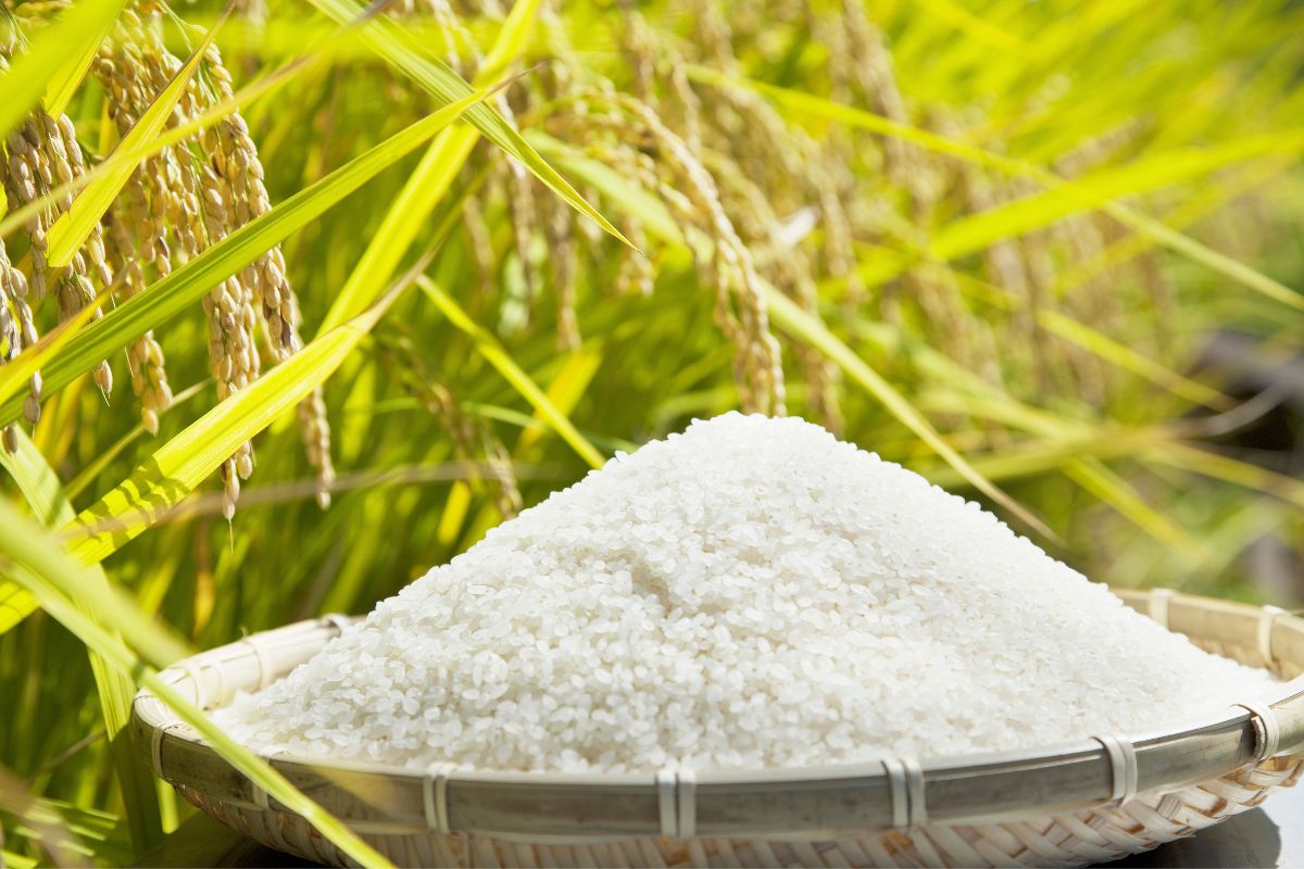 Is Eating Rice Daily OK - Healthy Grains Guide