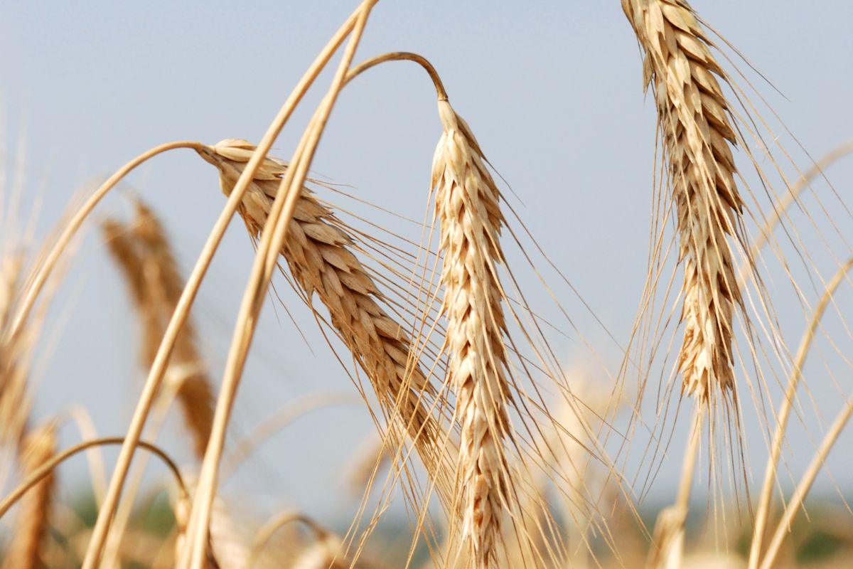 What Can Triticale Be Used For? (1)