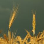 Is Triticale Genetically Modified?