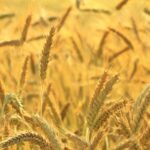 Triticale Vs Wheat - In-Depth Nutrition Comparison