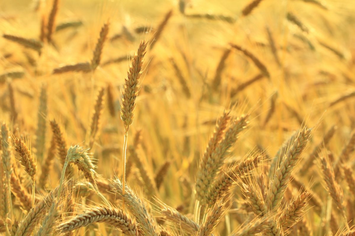 Triticale Vs Wheat - In-Depth Nutrition Comparison