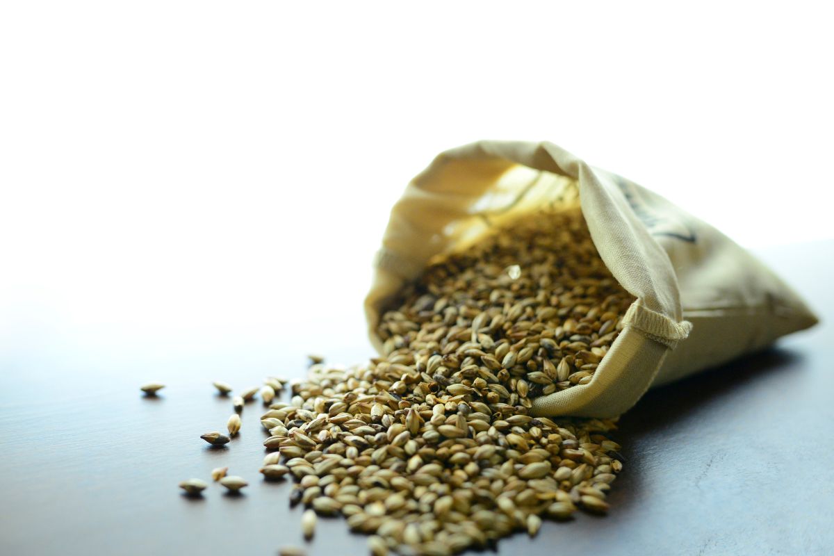 What Is Malted Barley Flour