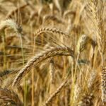 What Is Triticale Good For? 7 Amazing Benefits