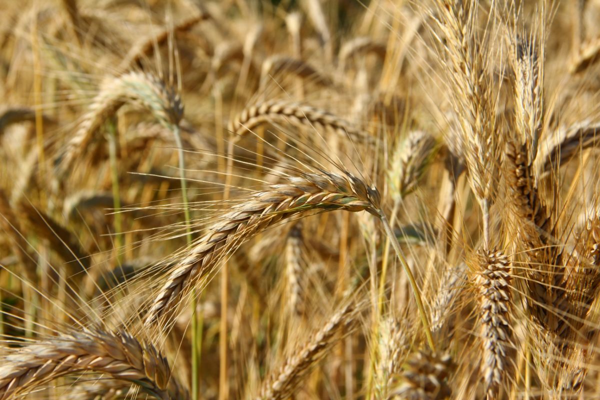 What Is Triticale Good For? 7 Amazing Benefits