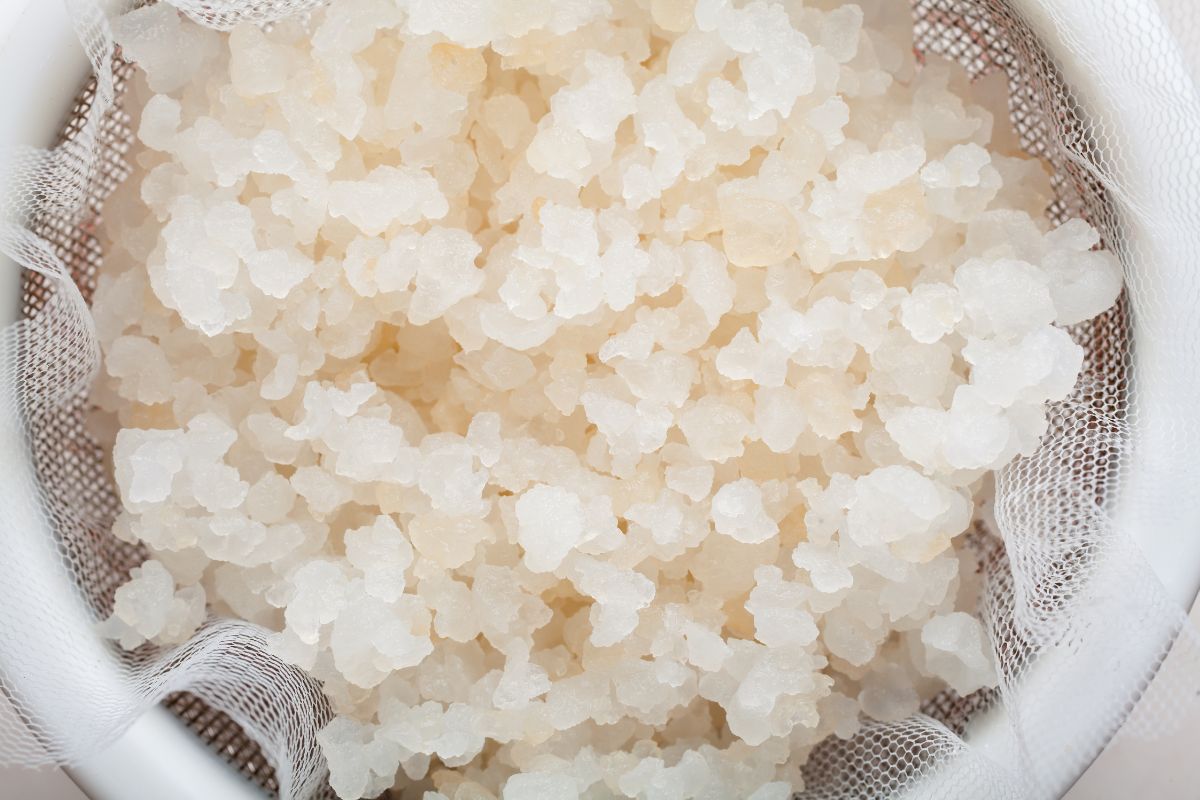 Can You Revive Kefir Grains YES! Here’s How…