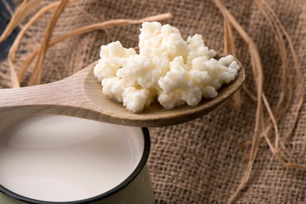 How Many Times Can You Reuse Kefir Grains