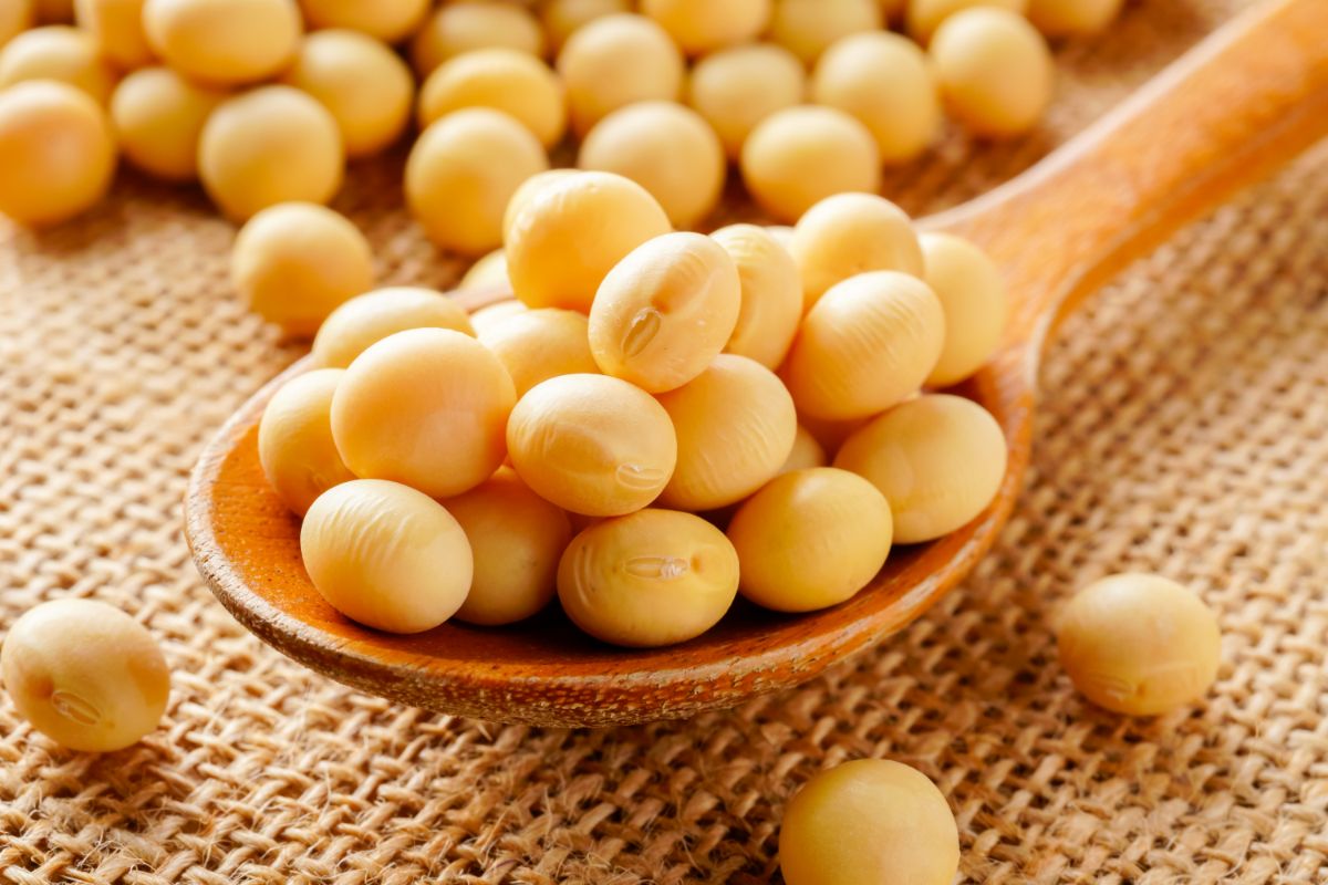 What Are Legumes [5 Common Examples You Should Know] (3)