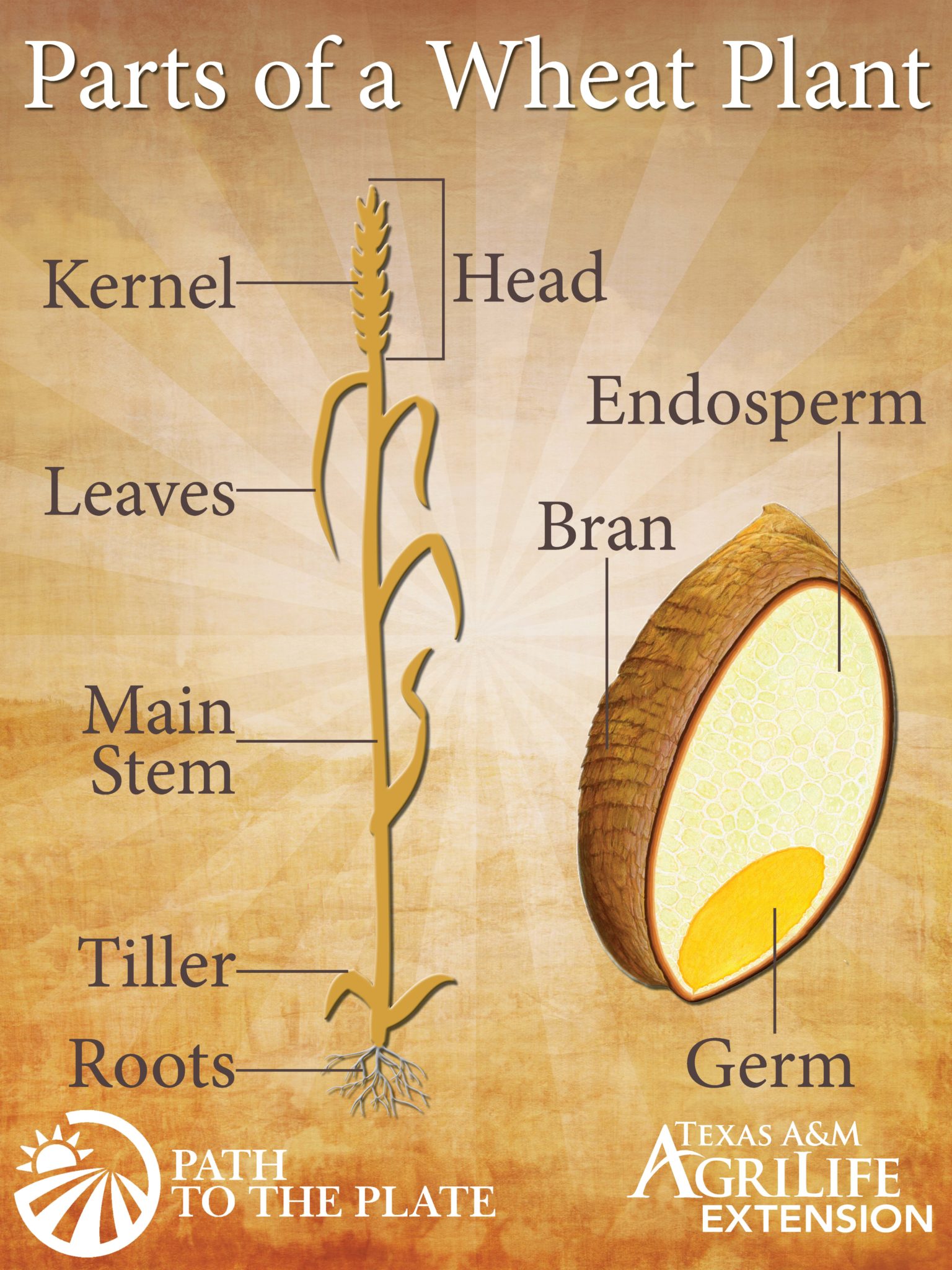 turning-n-c-wheat-into-flour-homegrown-nc-state-university