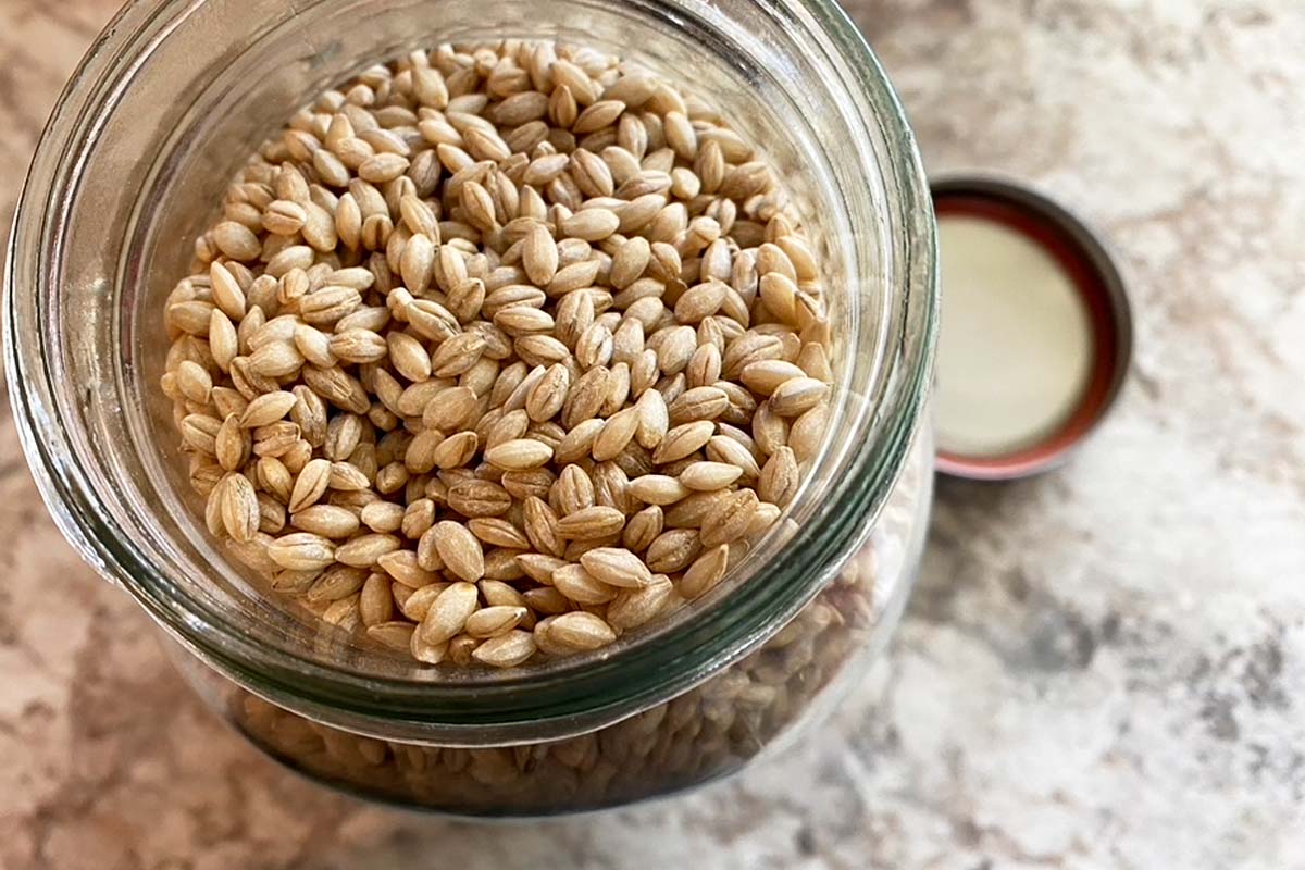 barley-a-complete-guide-sourcing-types-and-cooking-common-grains